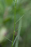 Chapman's milkwort